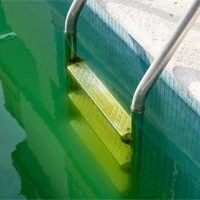 green algae 1 green algae 1