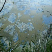 blue algae 2 blue algae 2