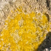 yellow algae 2 yellow algae 2