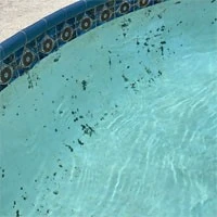 black algae 2 black algae 2