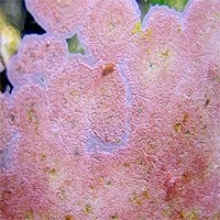 pink algae 2 pink algae 2